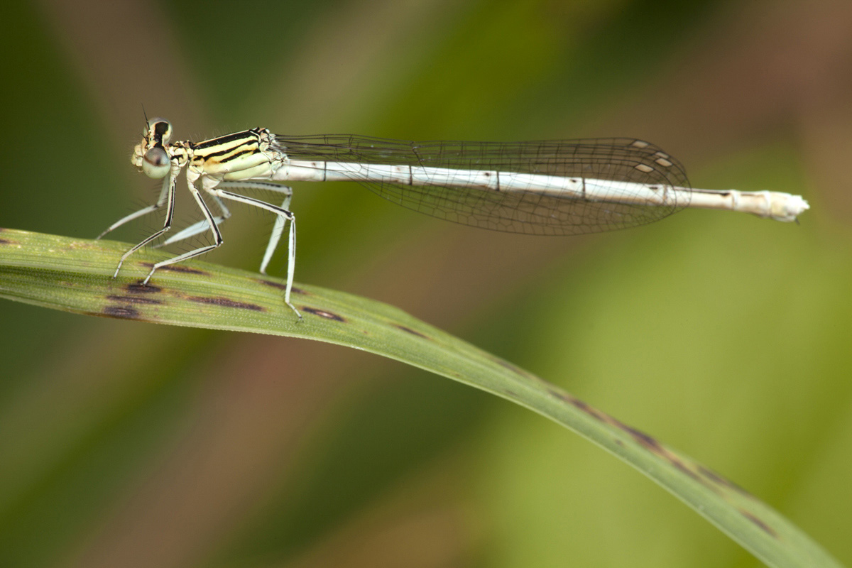 Platycnemis pennipes